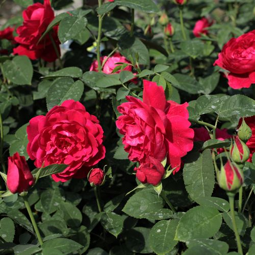 Červená - Stromkové růže, květy kvetou ve skupinkách - stromková růže s keřovitým tvarem koruny